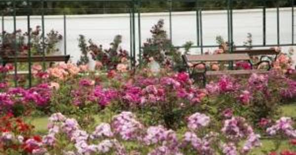 /uploads/2017/12/kiemelt-hirek-pompazik-a-dunantul-egyik-legnagyobb-rozsakertje.jpg - Startlap