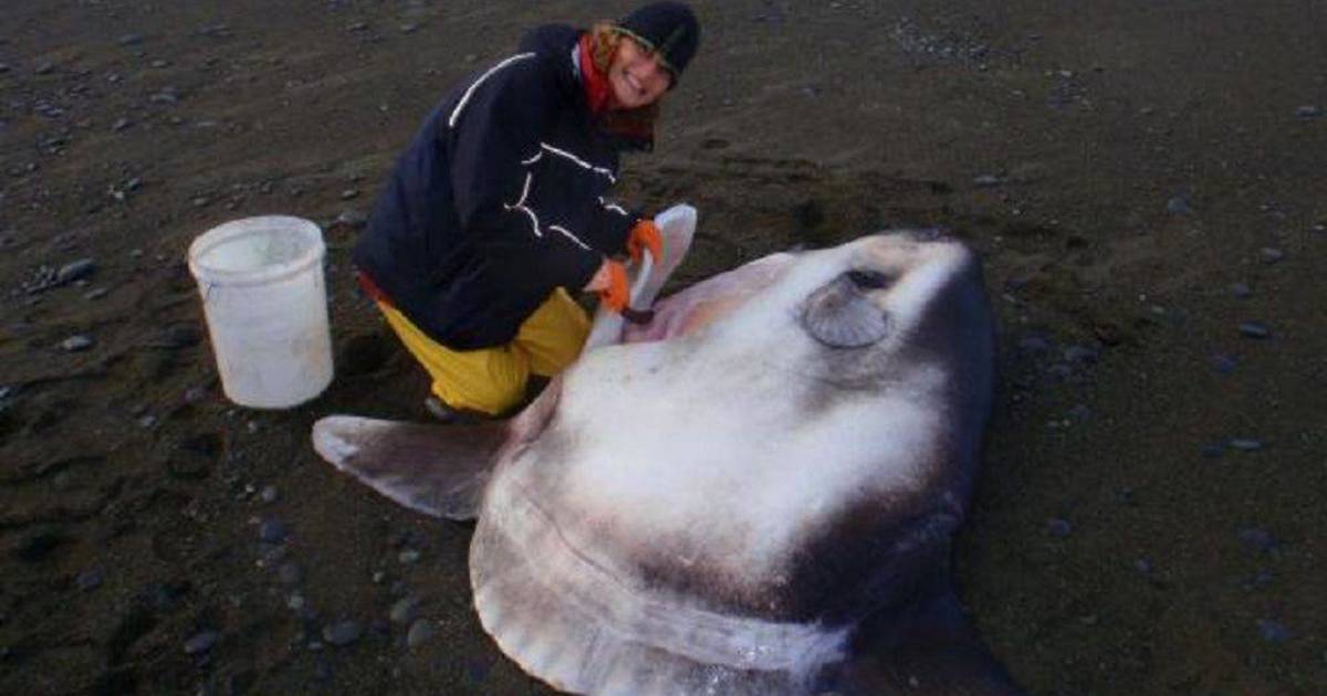 /uploads/2017/12/kiemelt-hirek-uj-egytonnas-halfajt-fedeztek-fel.jpg - Startlap