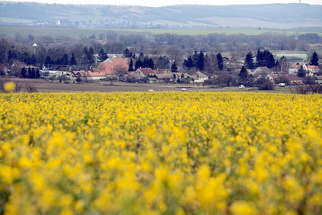Virágzik a repce Zalában - Startlap