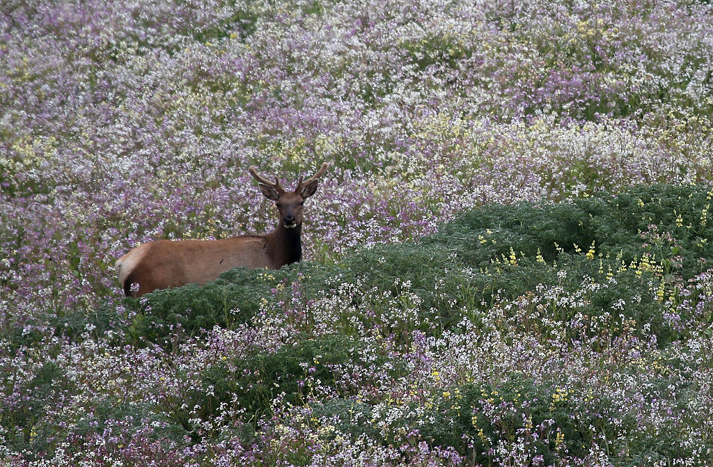 Bay Area Tule Elk Herd Threatened By California Drought - Startlap