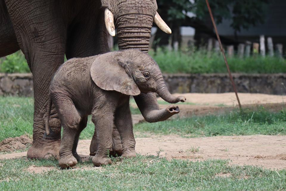 elefant2 - Startlap