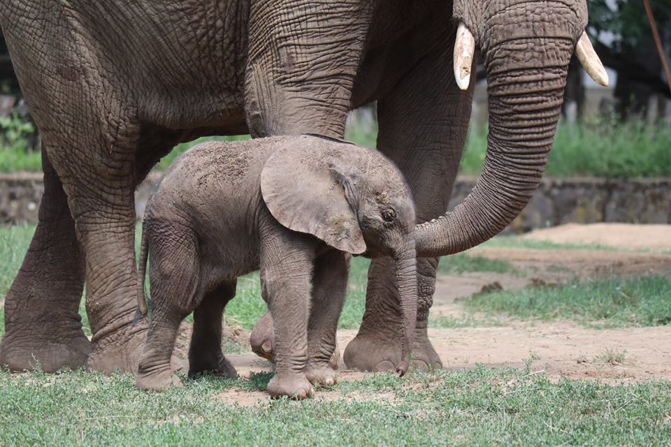 elefant3 - Startlap