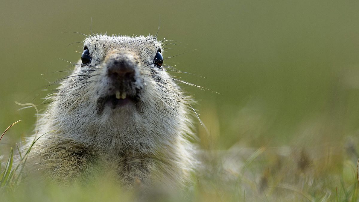 Az év emlõse, az ürge - Startlap