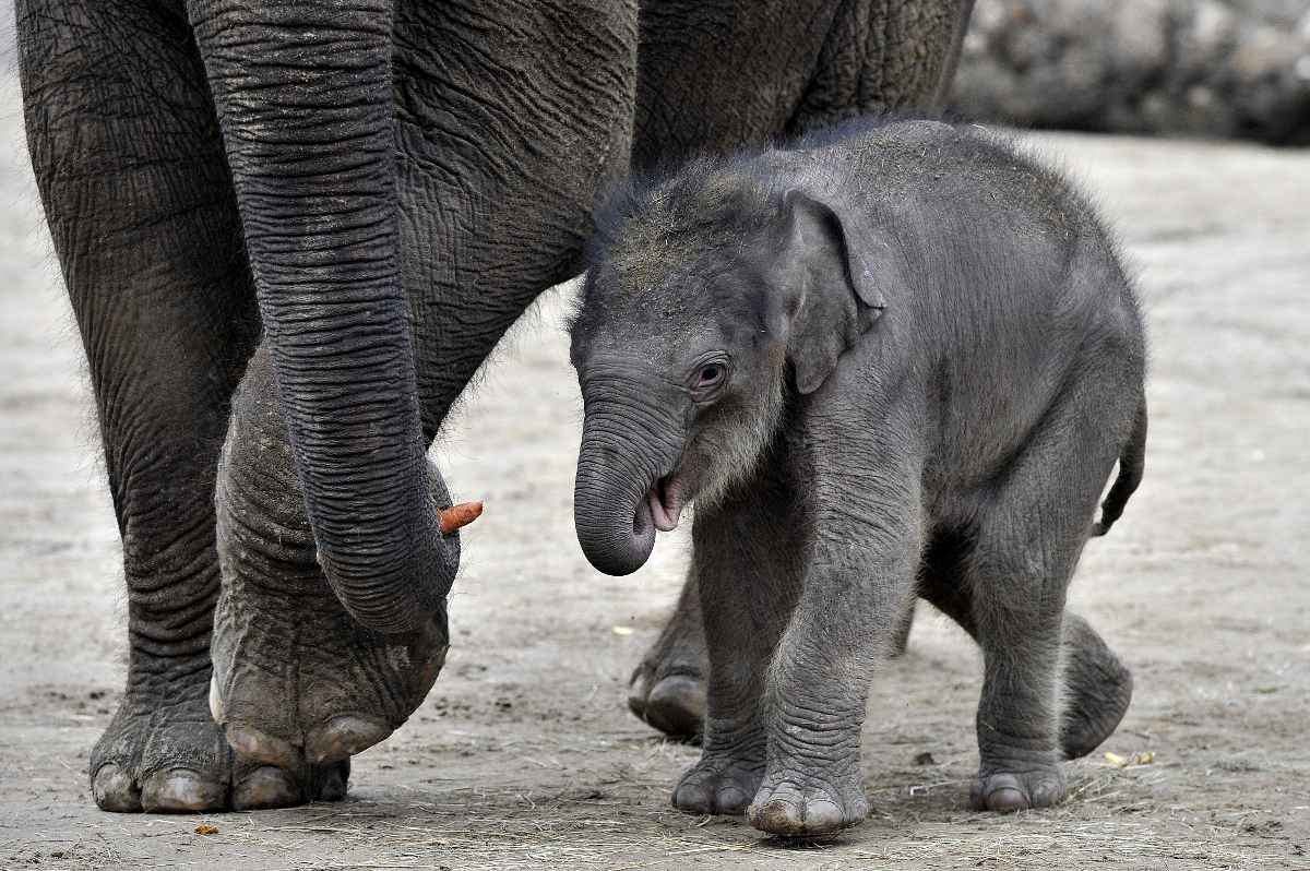 Asha, a budapesti állatkert újszülött kiselefántja - Startlap