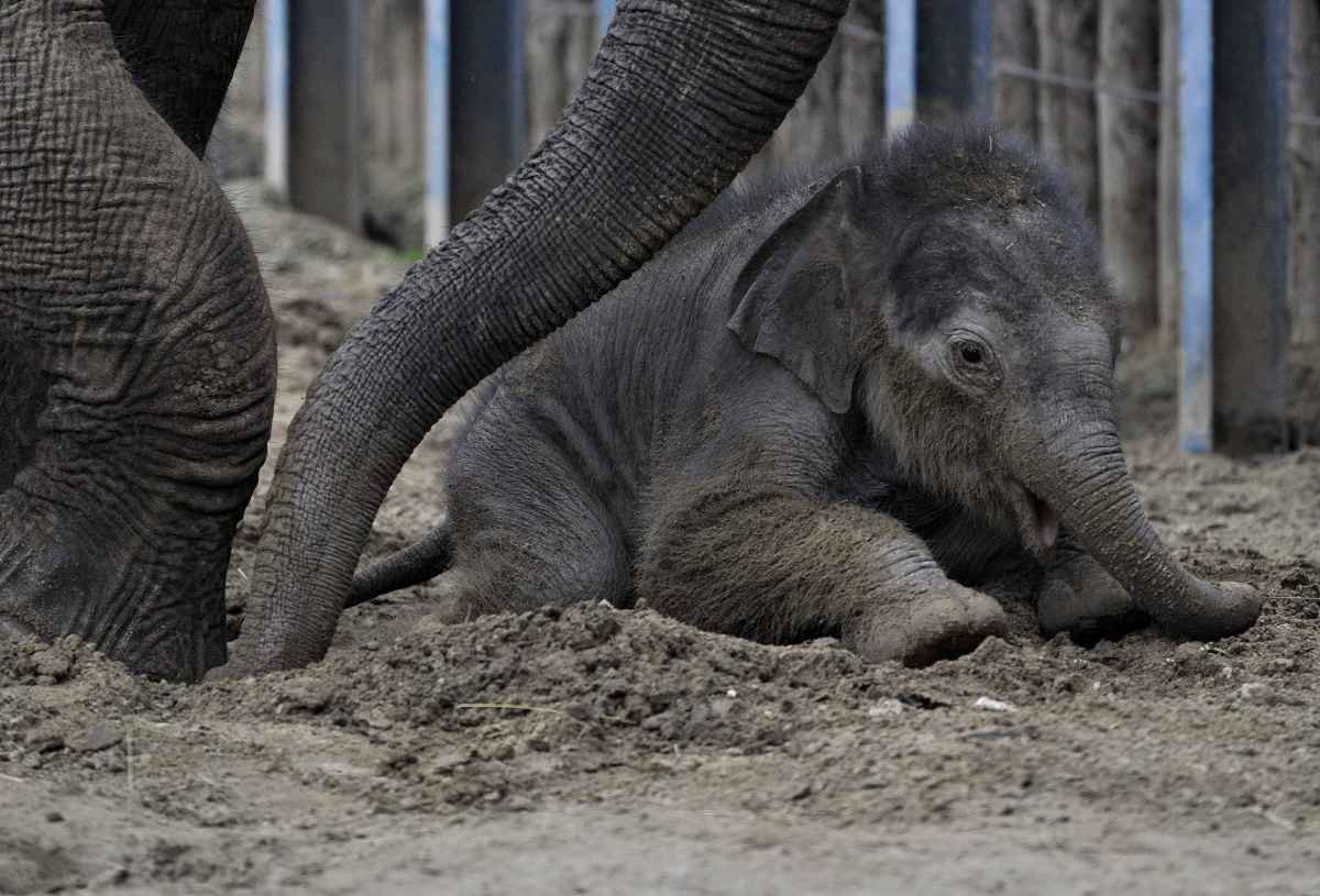 Asha, a budapesti állatkert újszülött kiselefántja - Startlap