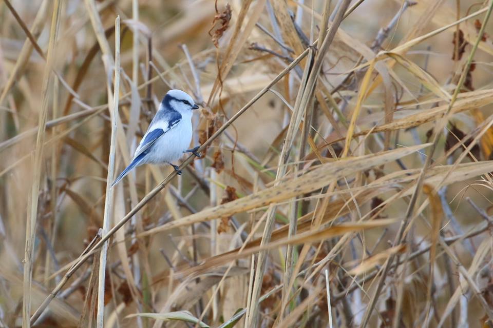 lazurcinege_szeged_20181118_barkozci_csaba_01 - Startlap