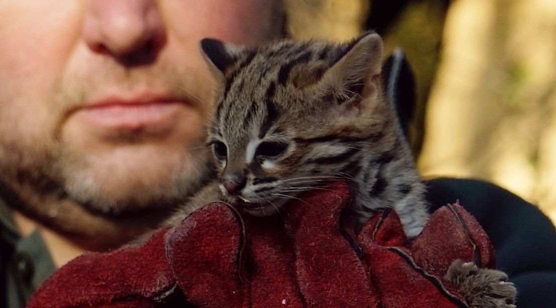 leopardmacska - Startlap