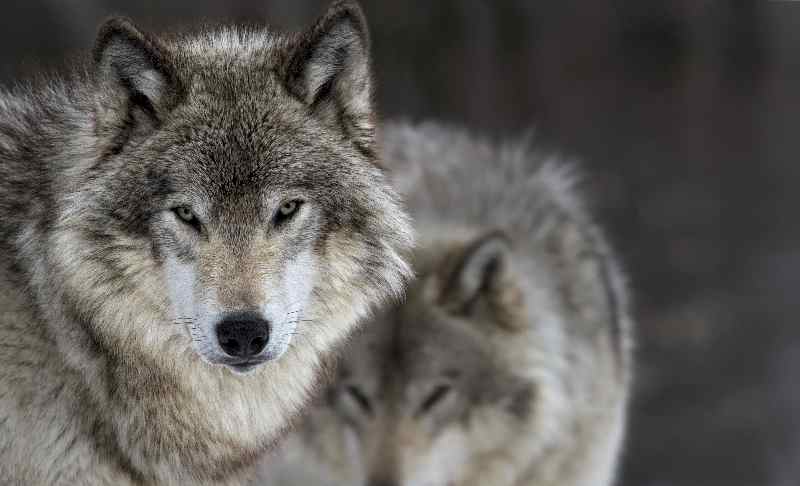two gray wolves - Startlap