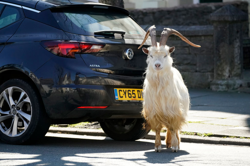 Goats Roam Welsh Town As Coronavirus Lockdown Empties Its Streets - Startlap
