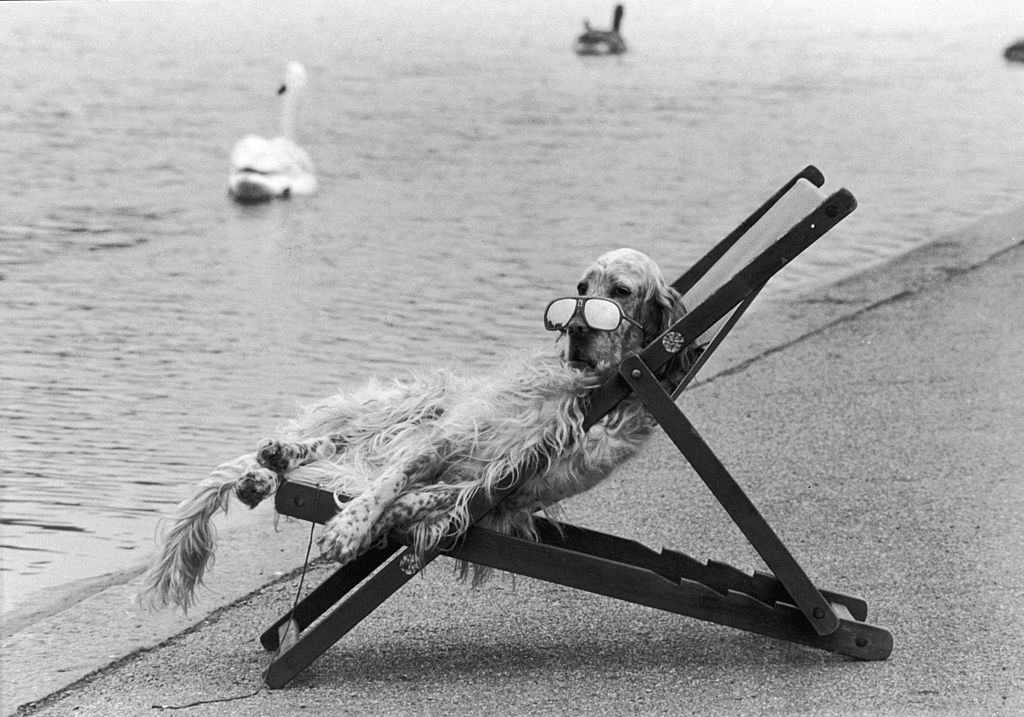 Dog In The Park - Startlap