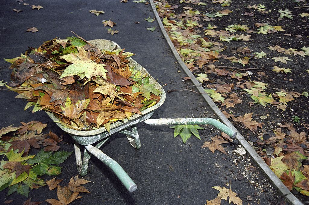 A wheelbarrow of autumn leaves in a community garden in South London, United Kingdom. - Startlap