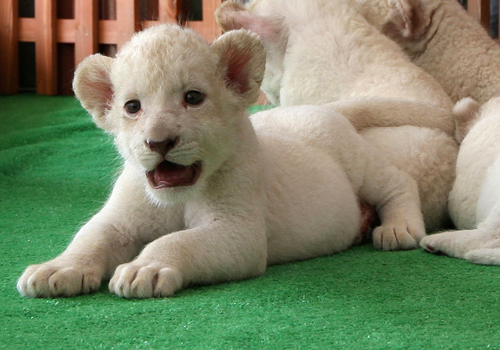 Seven Newly Born Lion Cubs On Display To The Public - Startlap