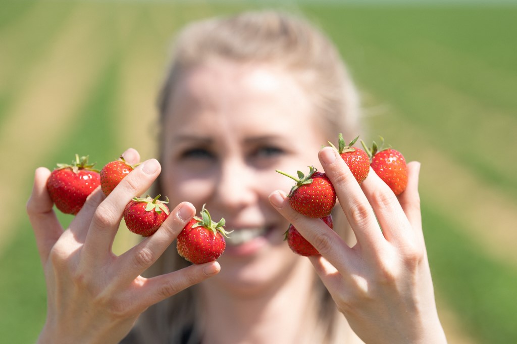 Strawberry season - Saxony - Startlap