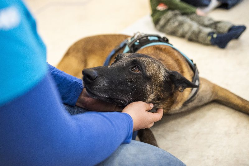 Magyar mentõkutya lett a világ legjobb romkutató kutyája - Startlap