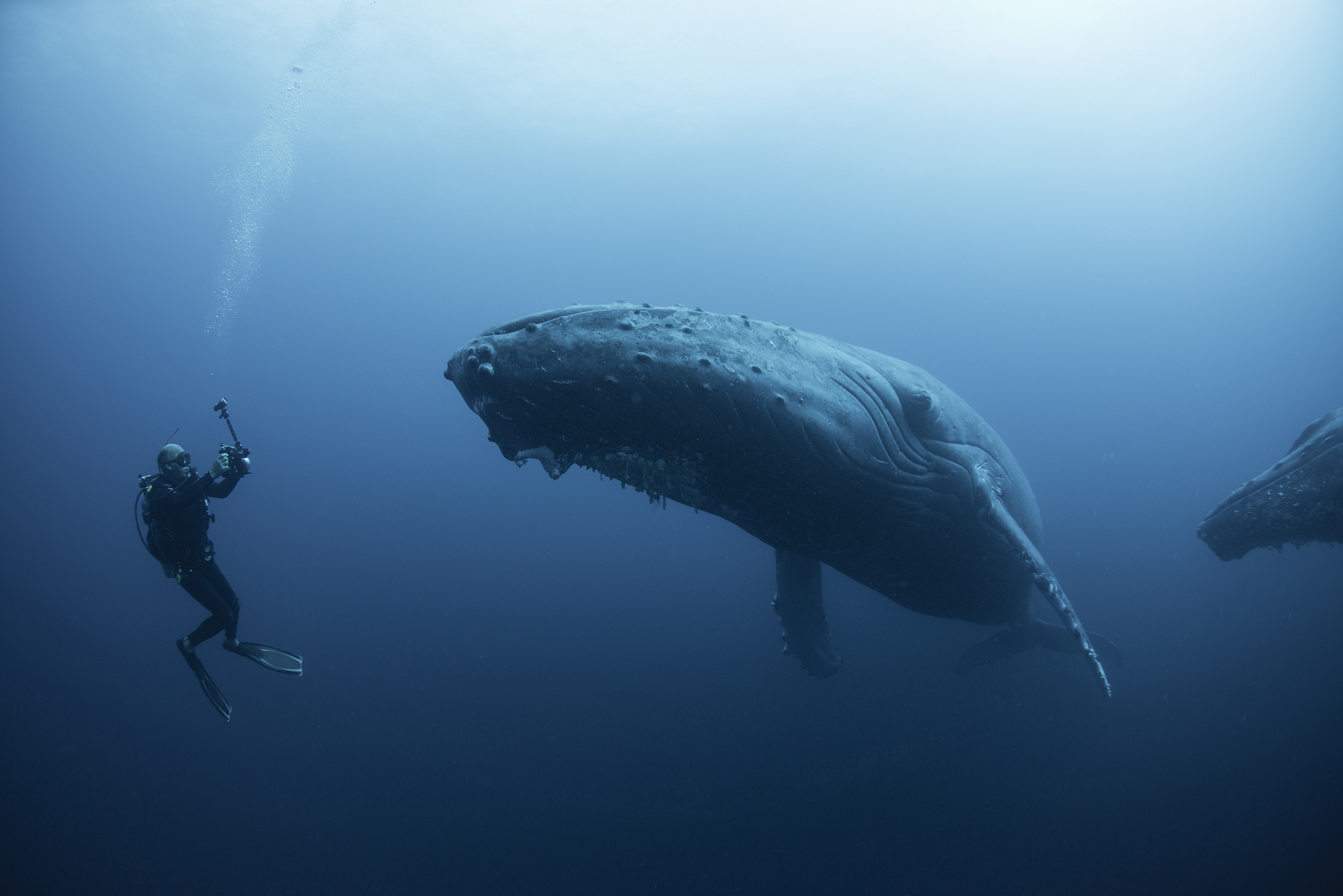 Underwater view of diver photographing humpback whale, Revillagigedo Islands, Colima, Mexico. 100ft under surface - Startlap