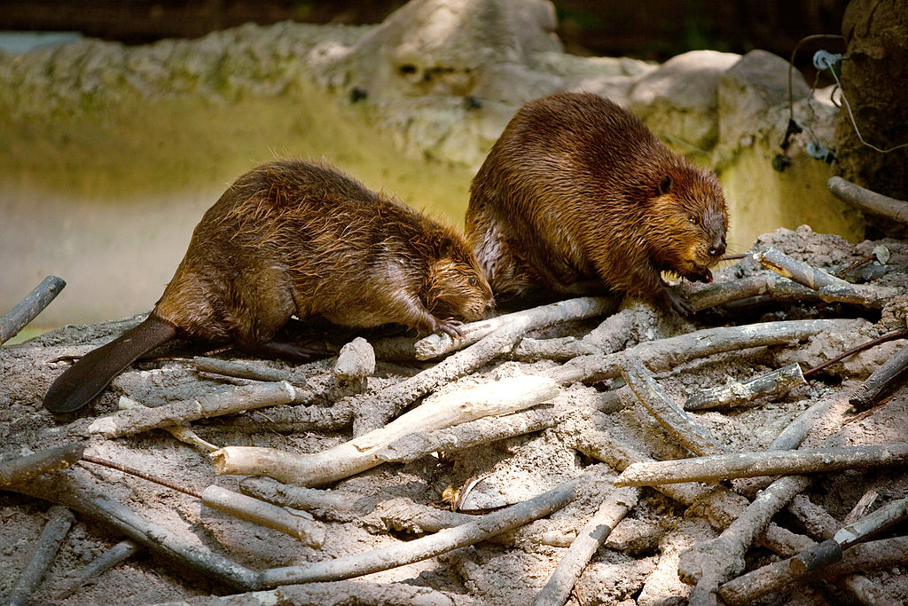 Washington's National Zoo Previews "American Trail" Exhibit - Startlap