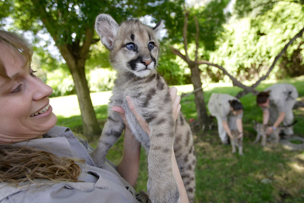 Rescued Cougar Cubs Make New Home In California - Startlap