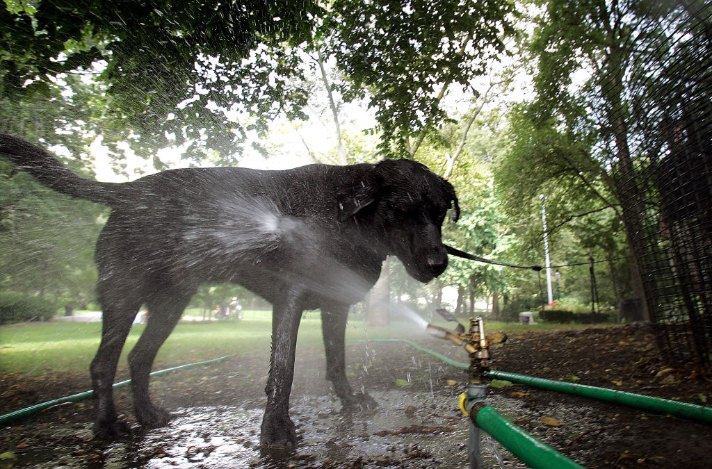 Heat Wave Grips New York City - Startlap