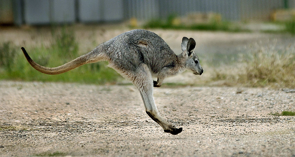 A young Wallaby, a smaller member of the native Australian K - Startlap