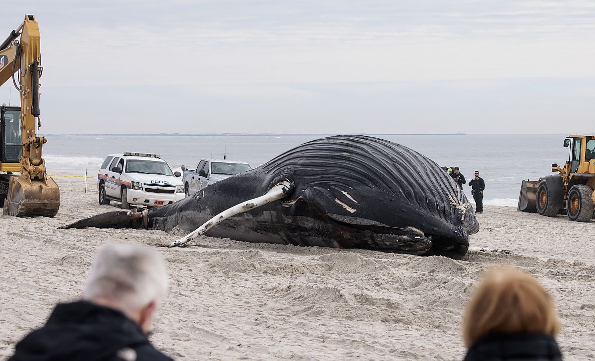 Partra vetődött hosszúszárnyú bálna tetemét nézik emberek a New York állambeli Lido Beach tengerpartján 2023. január 30-án.