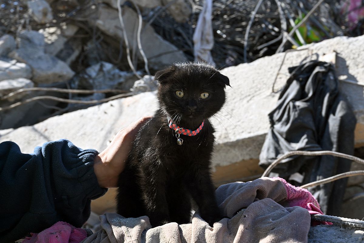 Fekete macskát mentettek ki a romok alól Törökországban.