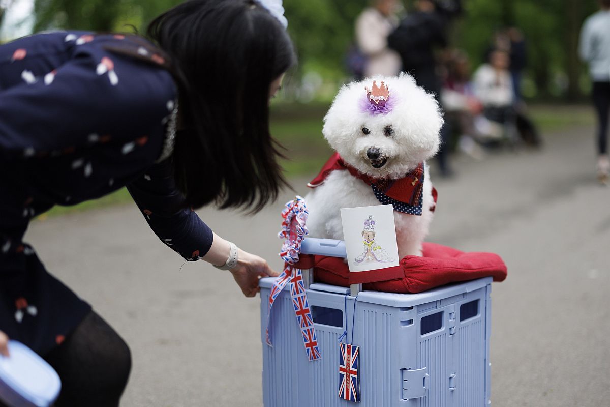 Kutya a londoni Regent's Parkban tartott utcabálon 2023. május 7-én.