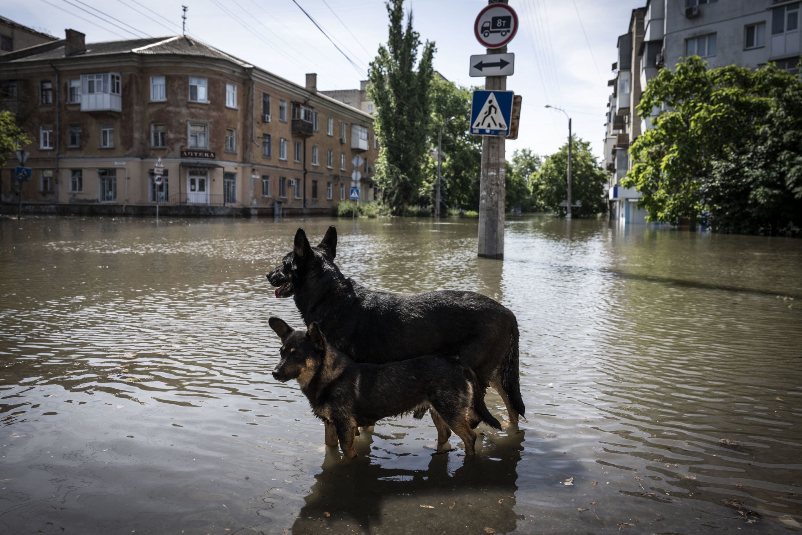 Kutyák állnak az árvízben, miközben a civileket csónakokkal evakuálják Herszon elárasztott területein
