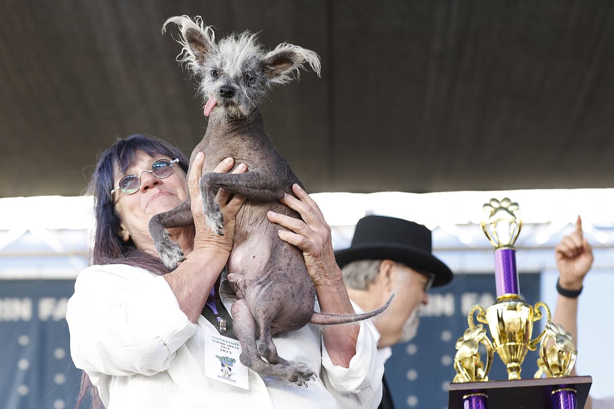 Gazdája, Linda Elmquist mutatja Scooter névre hallgató 7 éves kínai meztelen kutyáját a kutyacsúnyasági világbajnokság győztesét a kaliforniai Petalumában 2023. június 23-án.