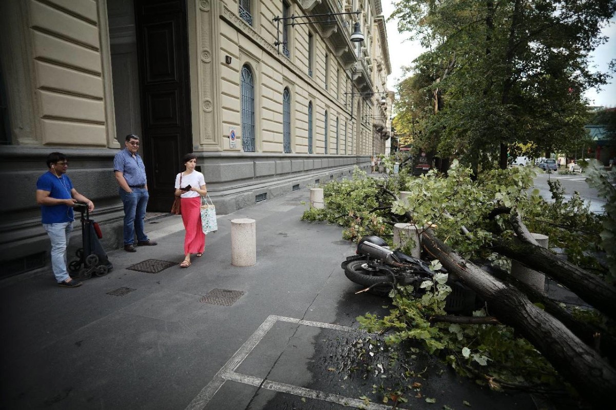 Tövestől kicsavart fák Milánóban a vihar után