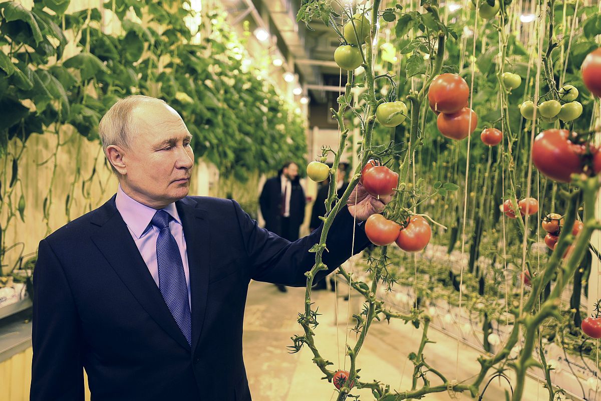 A Csukcsföldön tartózkodó Vlagyimir Putyin orosz elnök paradicsomokat néz a Makatrov család egész évben üzemelő melegházában.