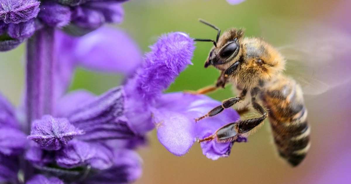 Technológia a méhcsalád életének szakaszai alapján – Tavasz II.