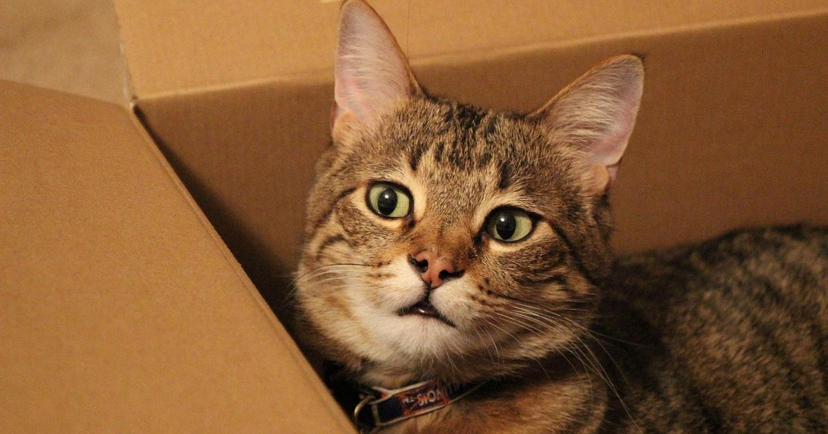 Több száz kilométert utazott egy macska egy csomagküldő szolgálat dobozában