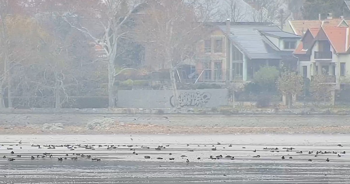 Vadlúdpánik a tatai Öreg-tónál