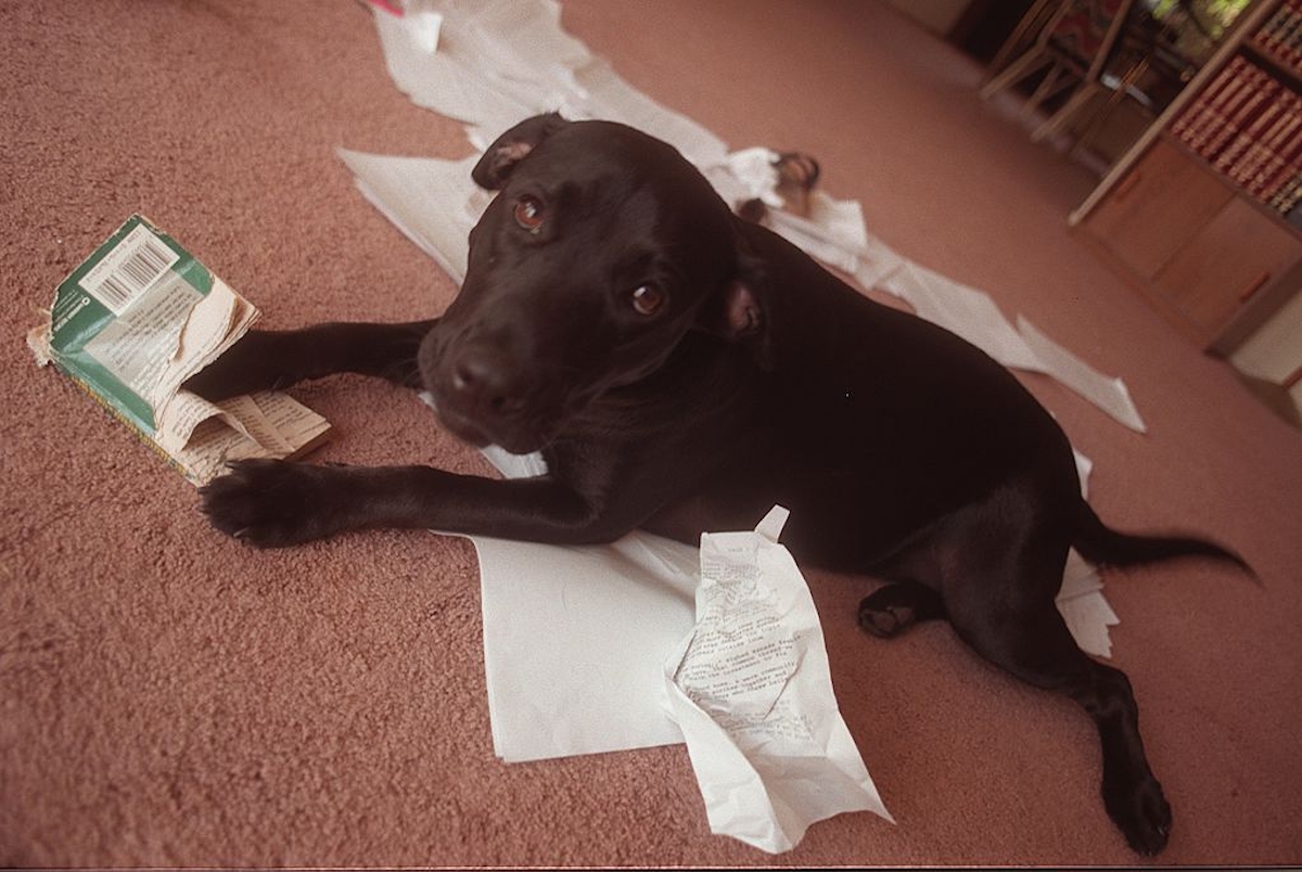 Eb egy széttépett könyvvel