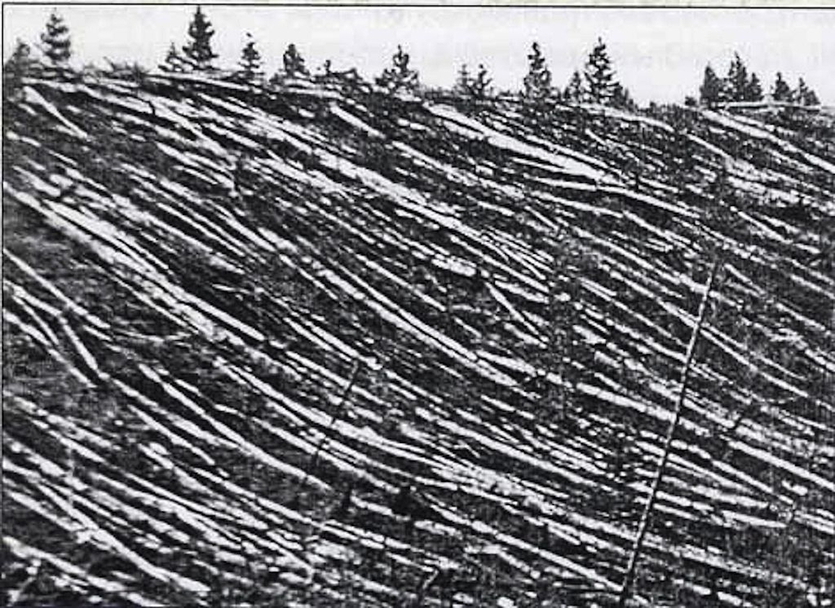 Kiégett és kidőlt fák a Szibériai Tunguszkában