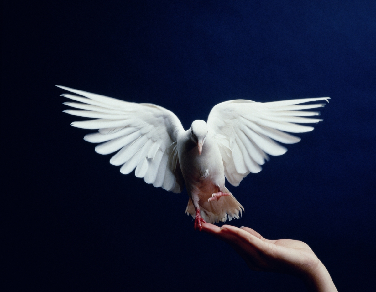 Fehér galamb egy nő kezén
