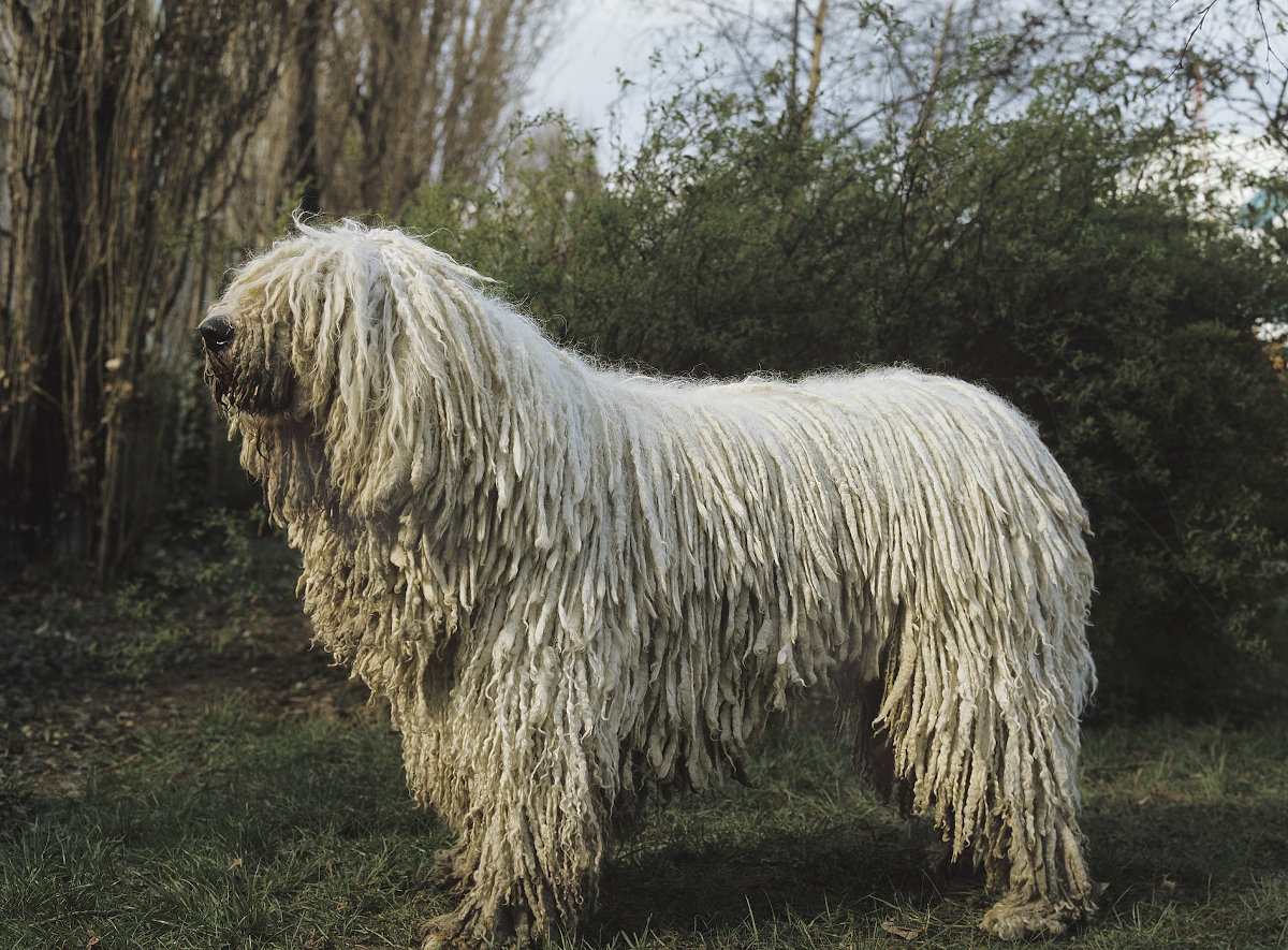Zsinóros szőrű komondor kutya áll egy parkban
