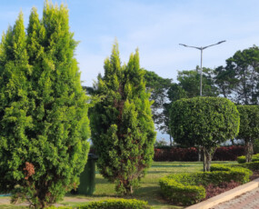 képcím