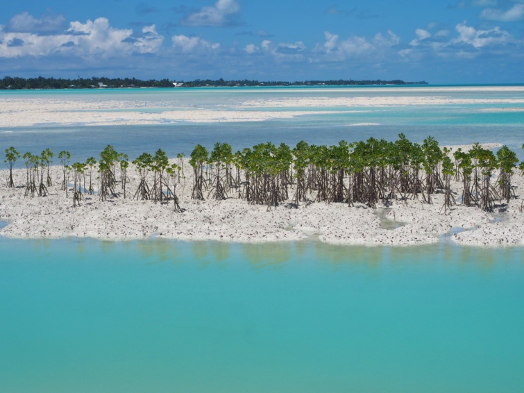 Mangóültetéssel igyekeznek megakadályozni az eróziót Kiribatin