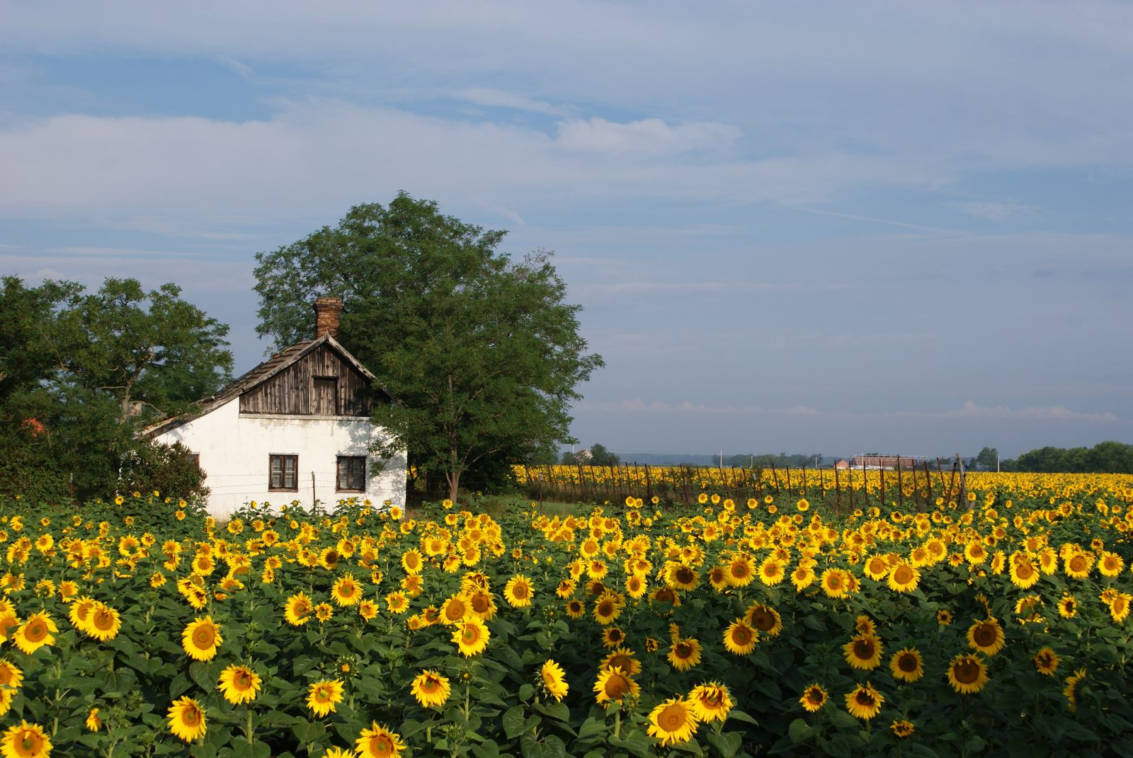Tanya Mártélyon belföldi utazás