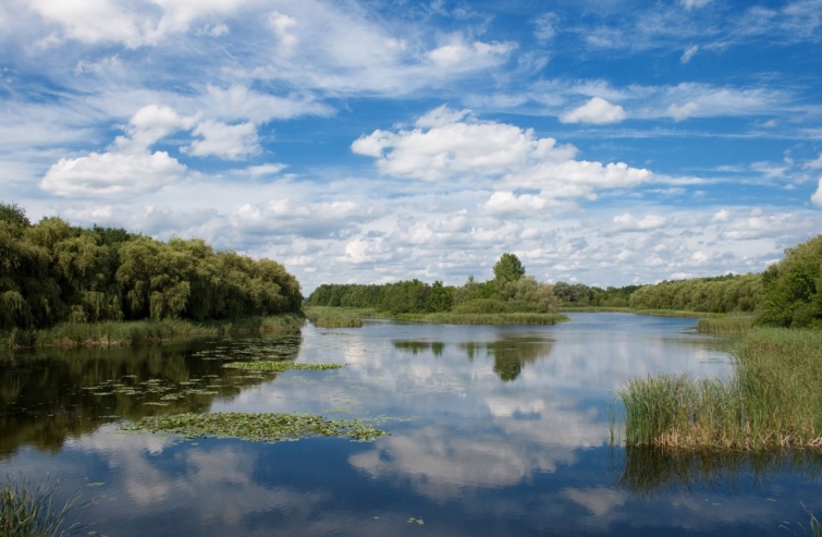 A Kis-Balaton lápvidéke.