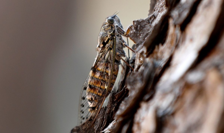 Tömegesen rajzanak a kabócák a Balaton közelében - Startlap Utazás