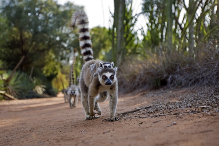 Gyűrűsfarkú maki Madagaszkáron - Startlap Utazás