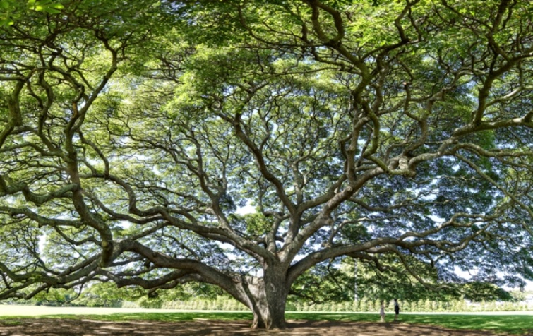 Old tree with beautiful branch - Startlap Utazás