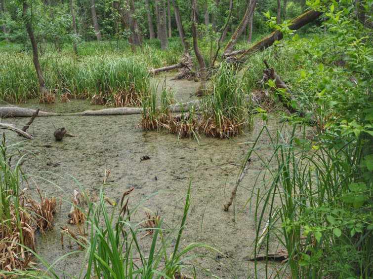 Ócsa, Selyemrét-tanösvény