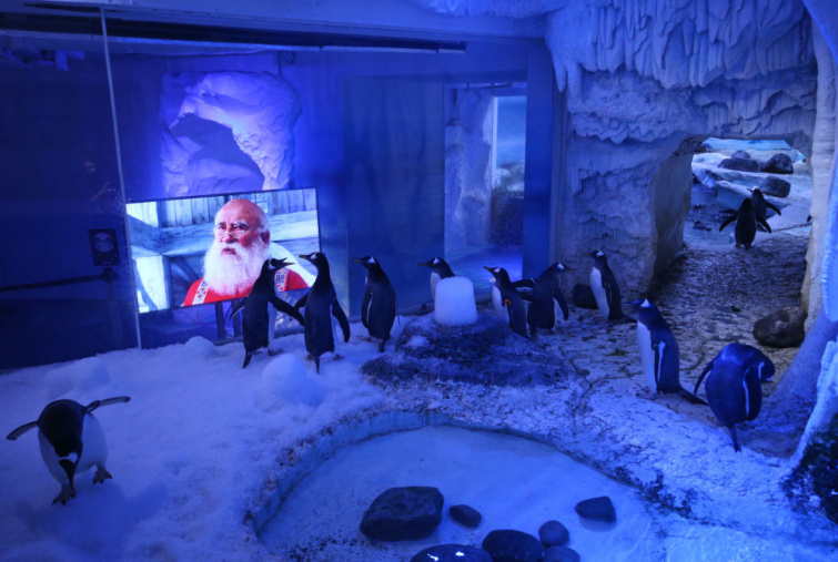 Karácsonyi filmet néző pingvinek Londonban.