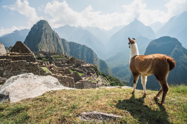 Láma nézi a Machu Picchut Peruban.