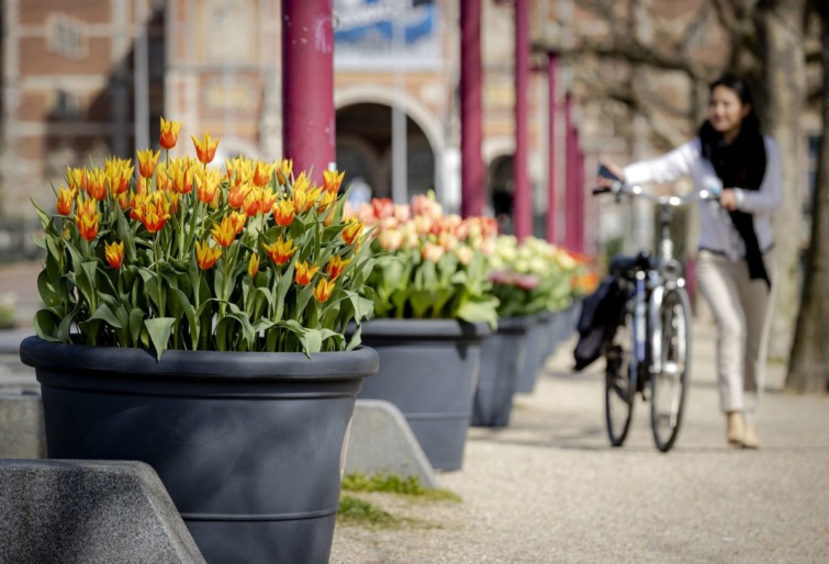 Tulipánfesztiválon kiállított növények Amszterdam utcáján