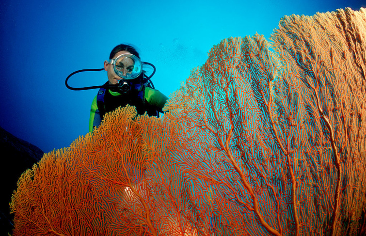 Korallzátony Thaiföld partjainál