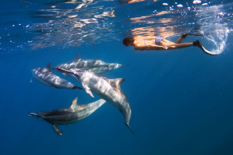 Betiltották a delfinekkel való úszást Hawaii partjainál